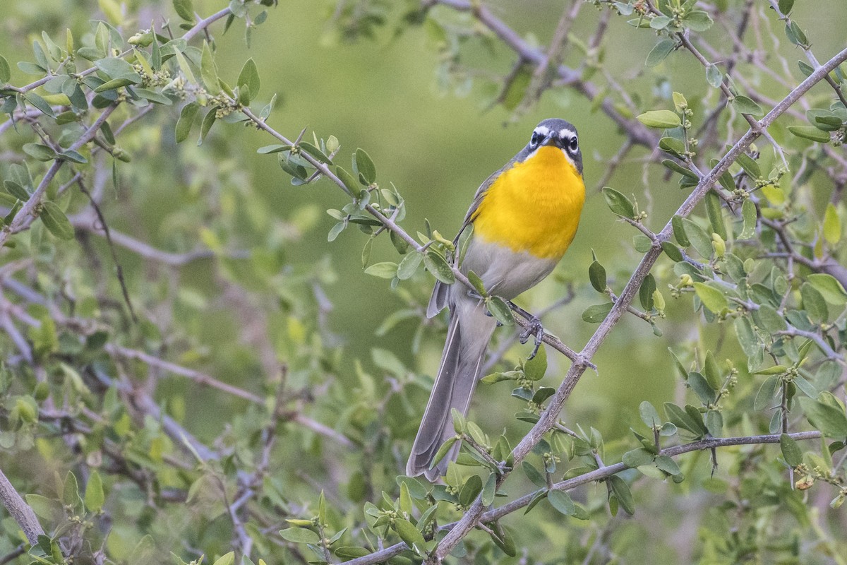 Yellow-breasted Chat - ML96032991