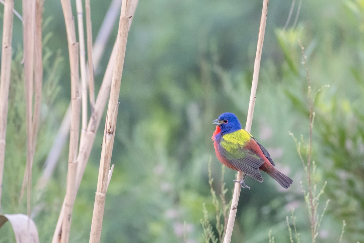 Painted Bunting - ML96033491