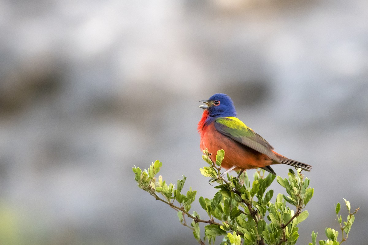 Painted Bunting - ML96033561