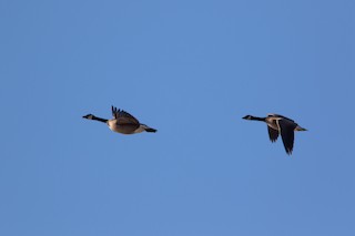 Canada Goose, ML96035161