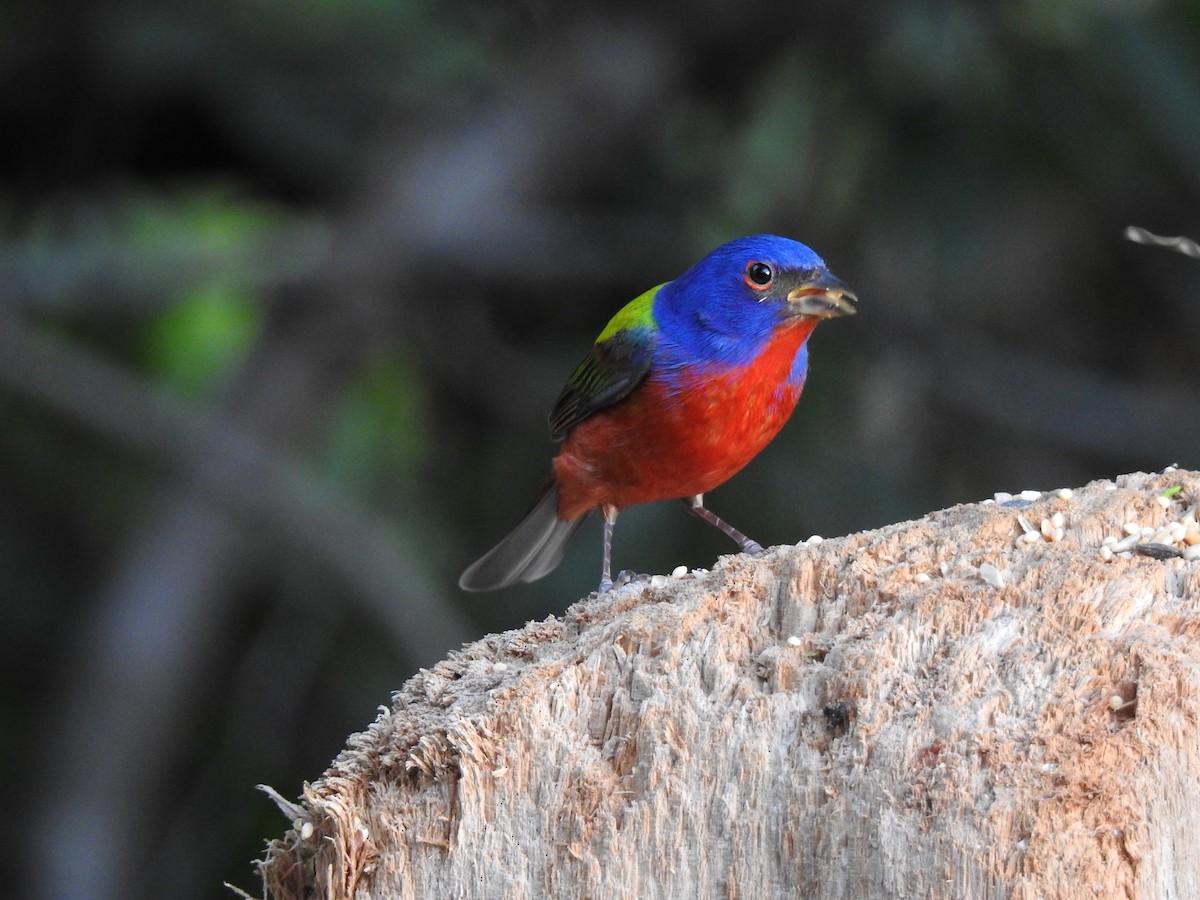 Painted Bunting - ML96037191