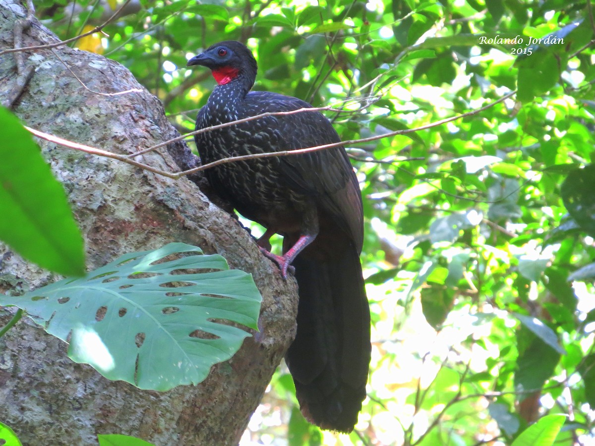 Crested Guan - ML96041581