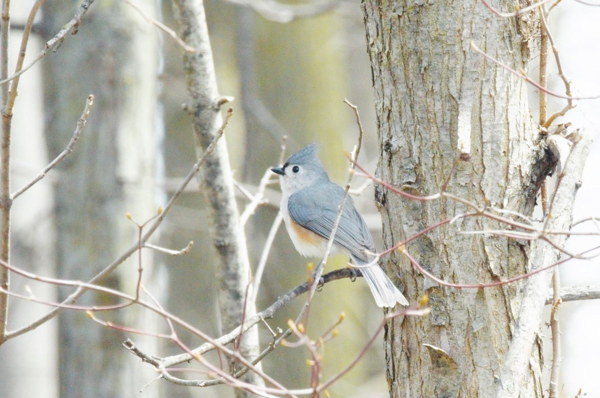 Tufted Titmouse - Amy Downing