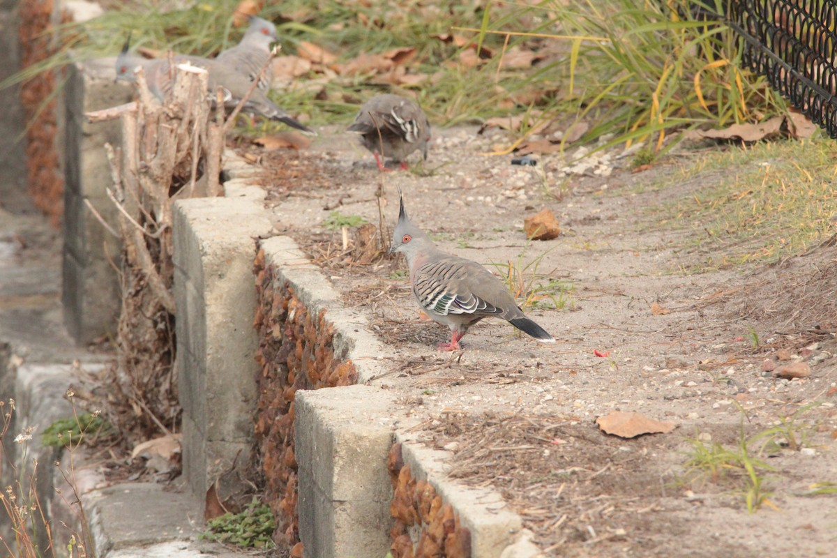 Crested Pigeon - ML96043661