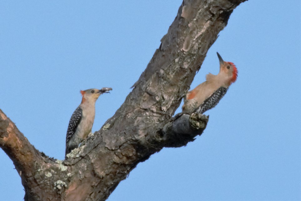 Red-bellied Woodpecker - ML96044671