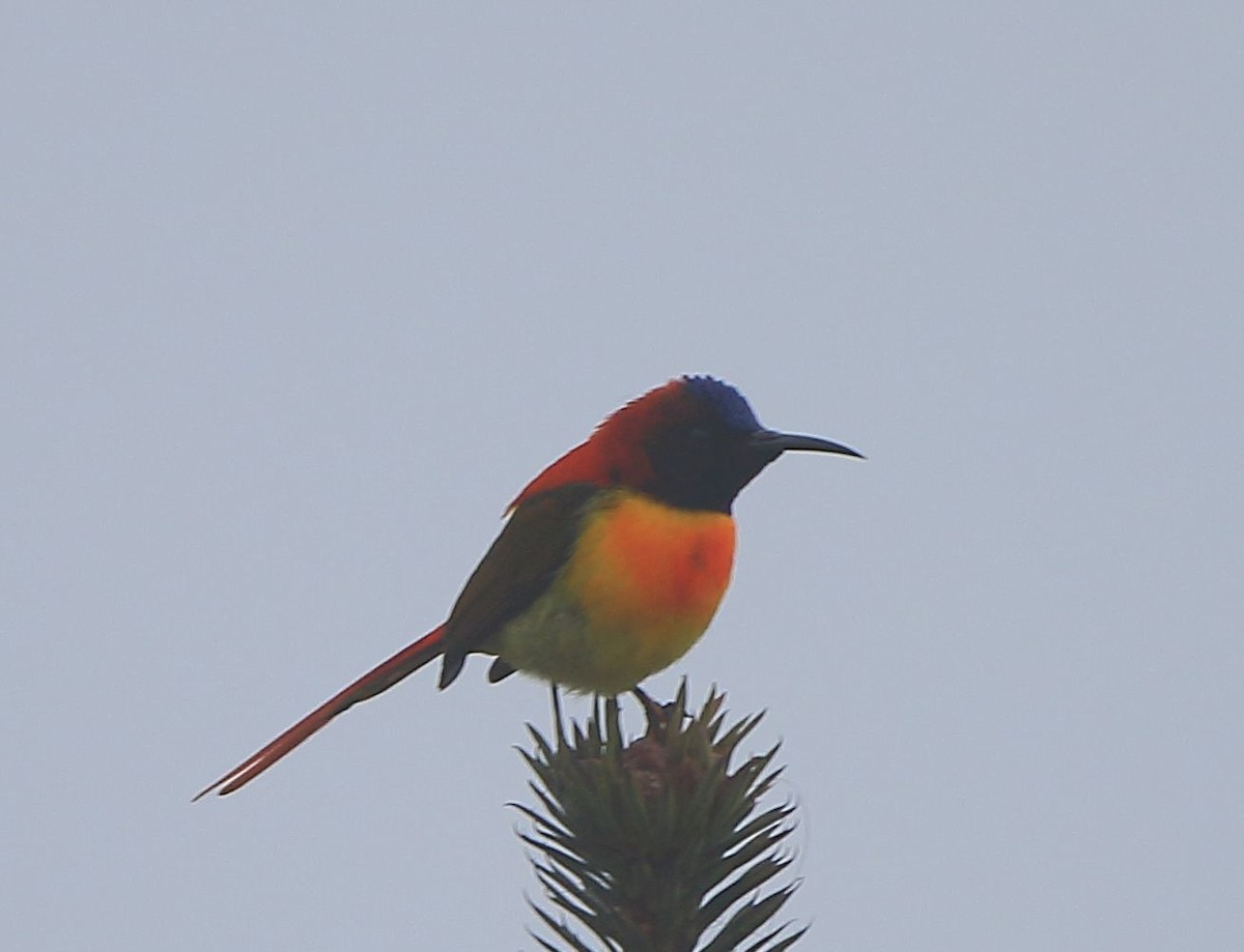Fire-tailed Sunbird - Arnab Pal