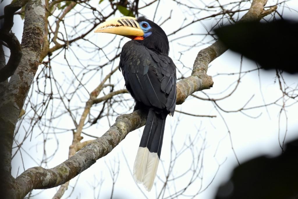 Rufous-necked Hornbill - Dr Sumit Chakrabarti