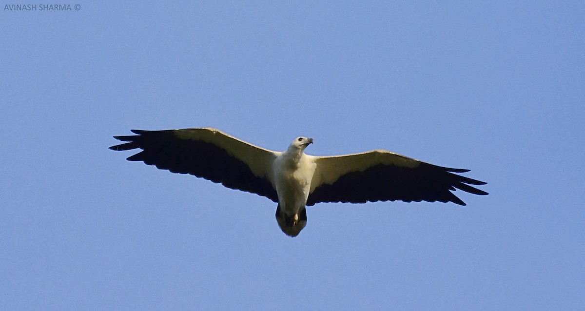 White-bellied Sea-Eagle - AVINASH SHARMA