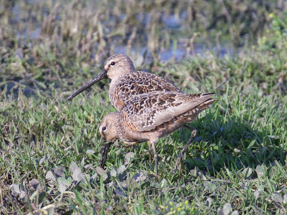 Long-billed Dowitcher - ML96048121