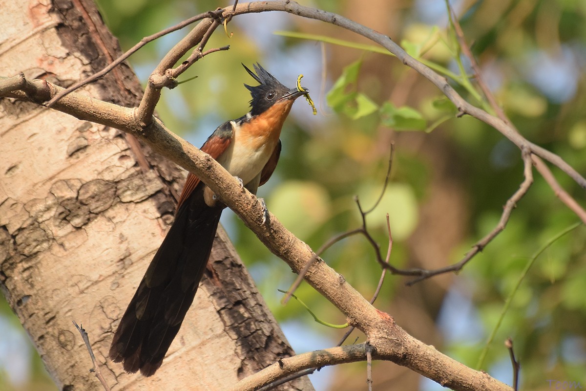 Chestnut-winged Cuckoo - Supaporn Teamwong