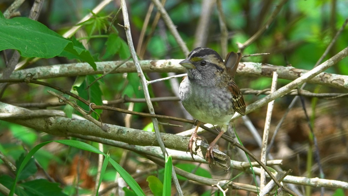 White-throated Sparrow - Barry Day