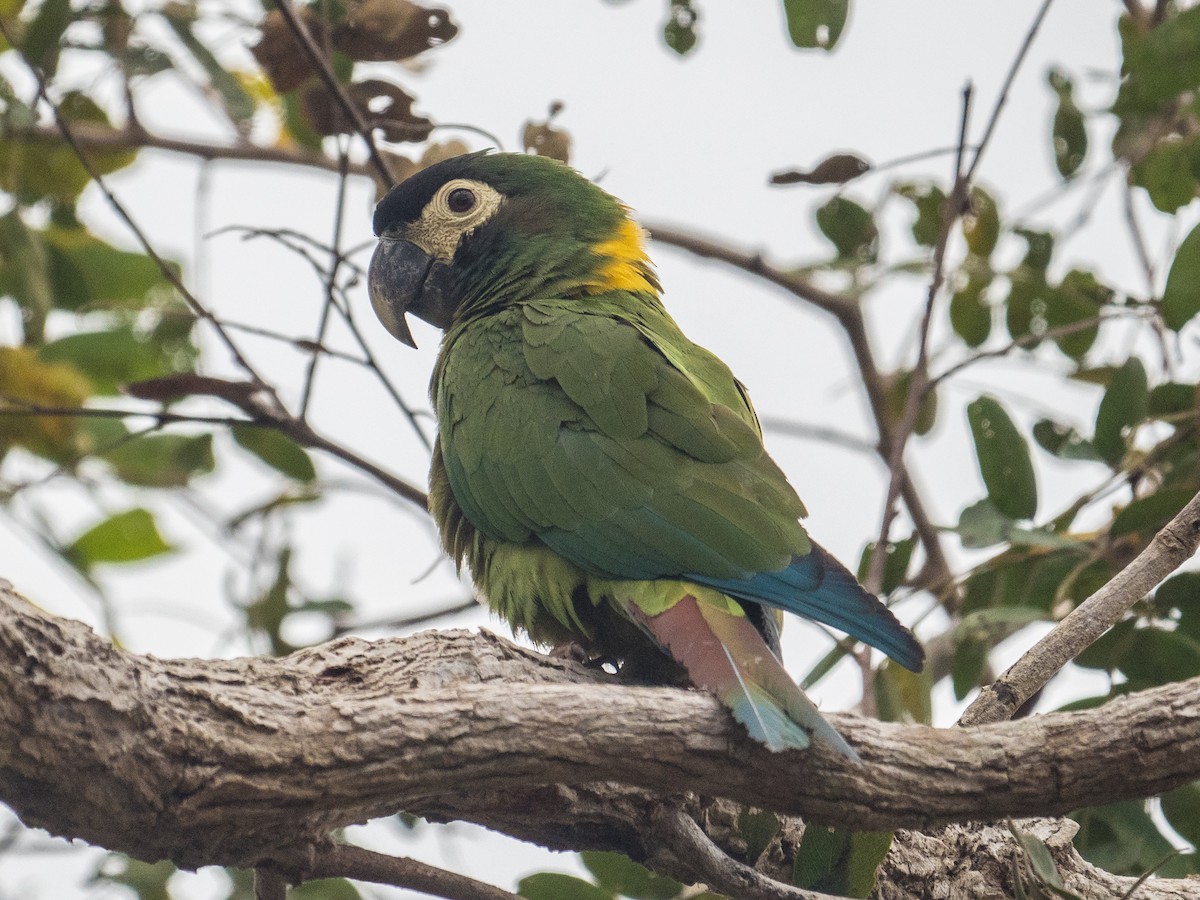 Yellow-collared Macaw - James Moore (Maryland)
