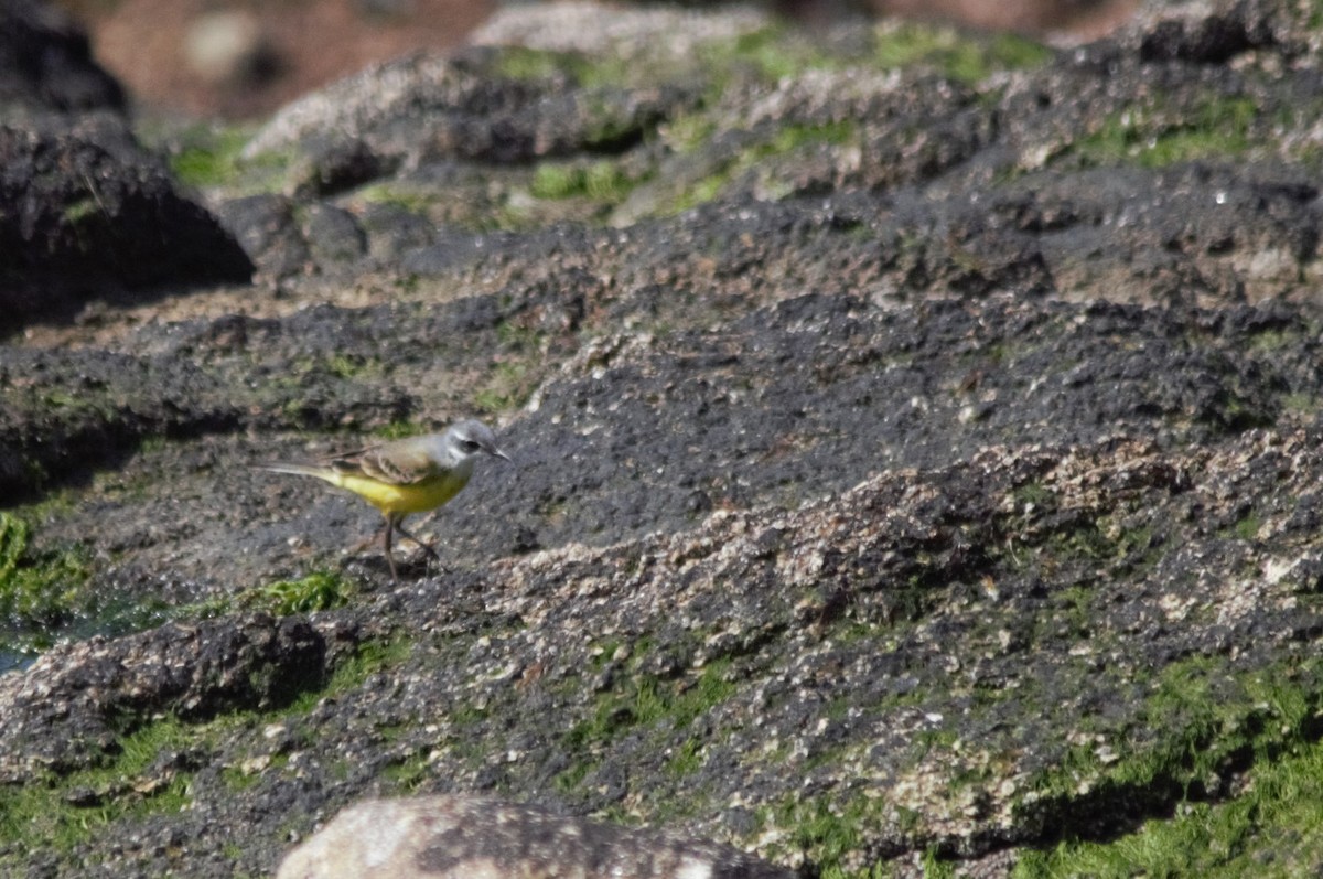 Western Yellow Wagtail - Luís Santos
