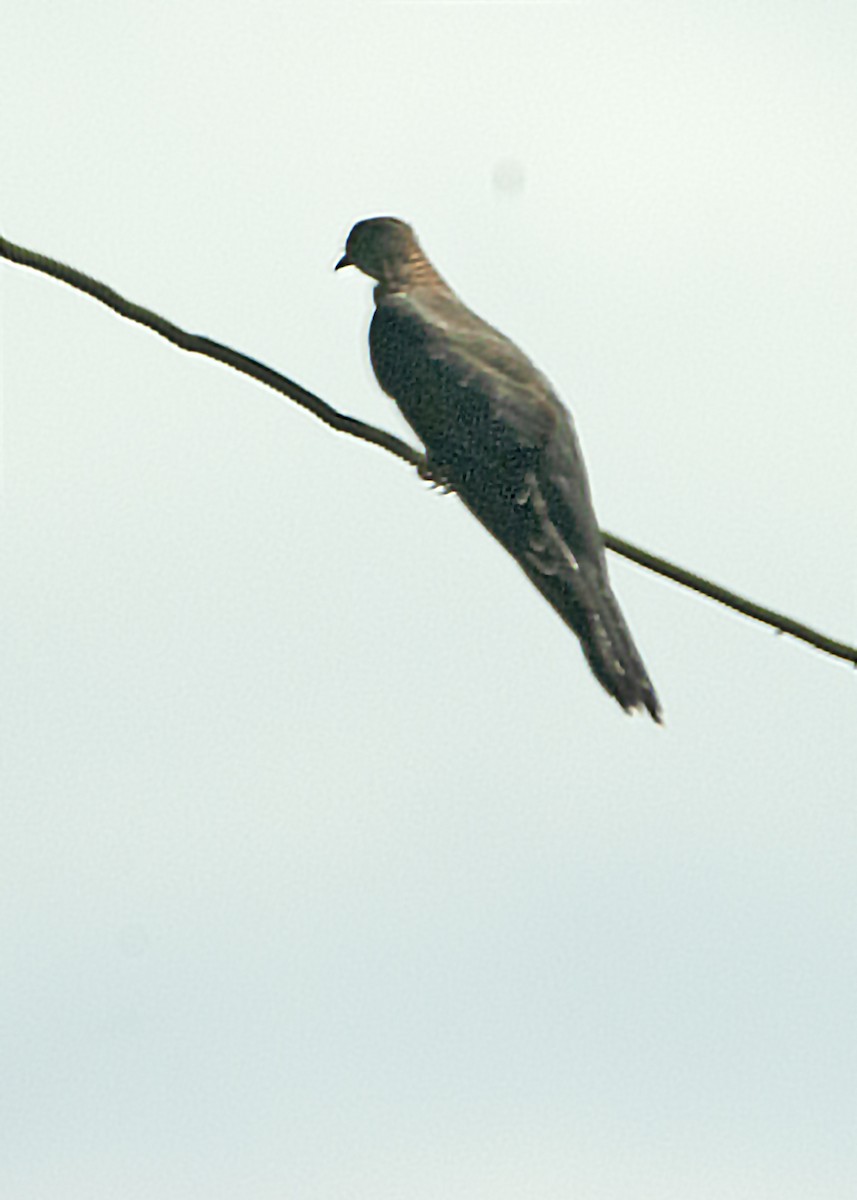 Oriental Cuckoo - ML96052381