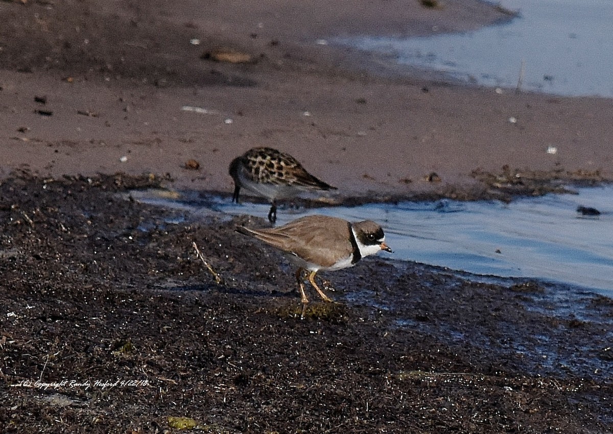 Semipalmated Plover - ML96052781