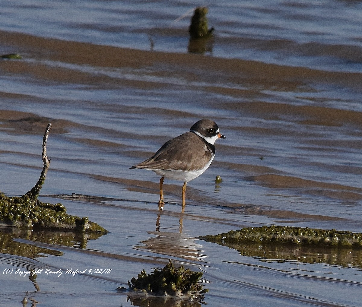 Semipalmated Plover - ML96052831