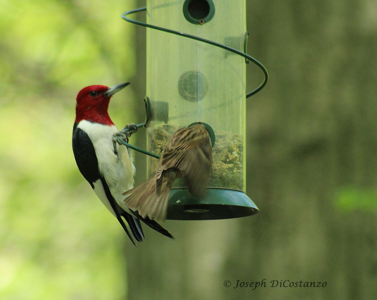 Red-headed Woodpecker - Joseph DiCostanzo