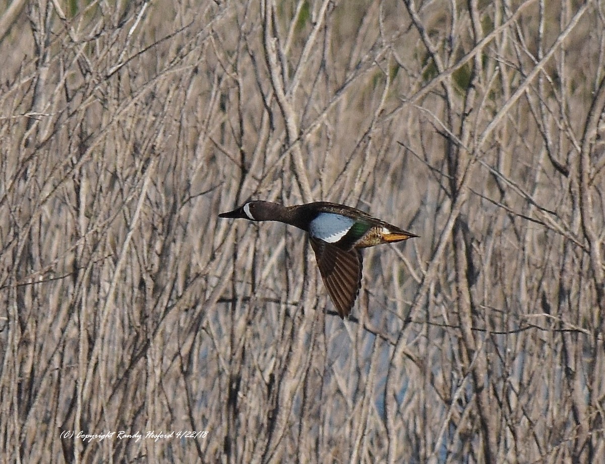 Blue-winged Teal - ML96053251