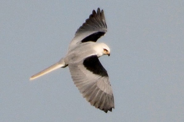 White-tailed Kite - ML96055011