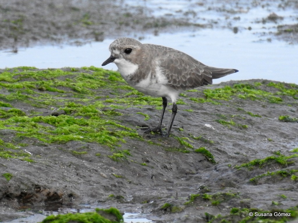 Two-banded Plover - ML96055321