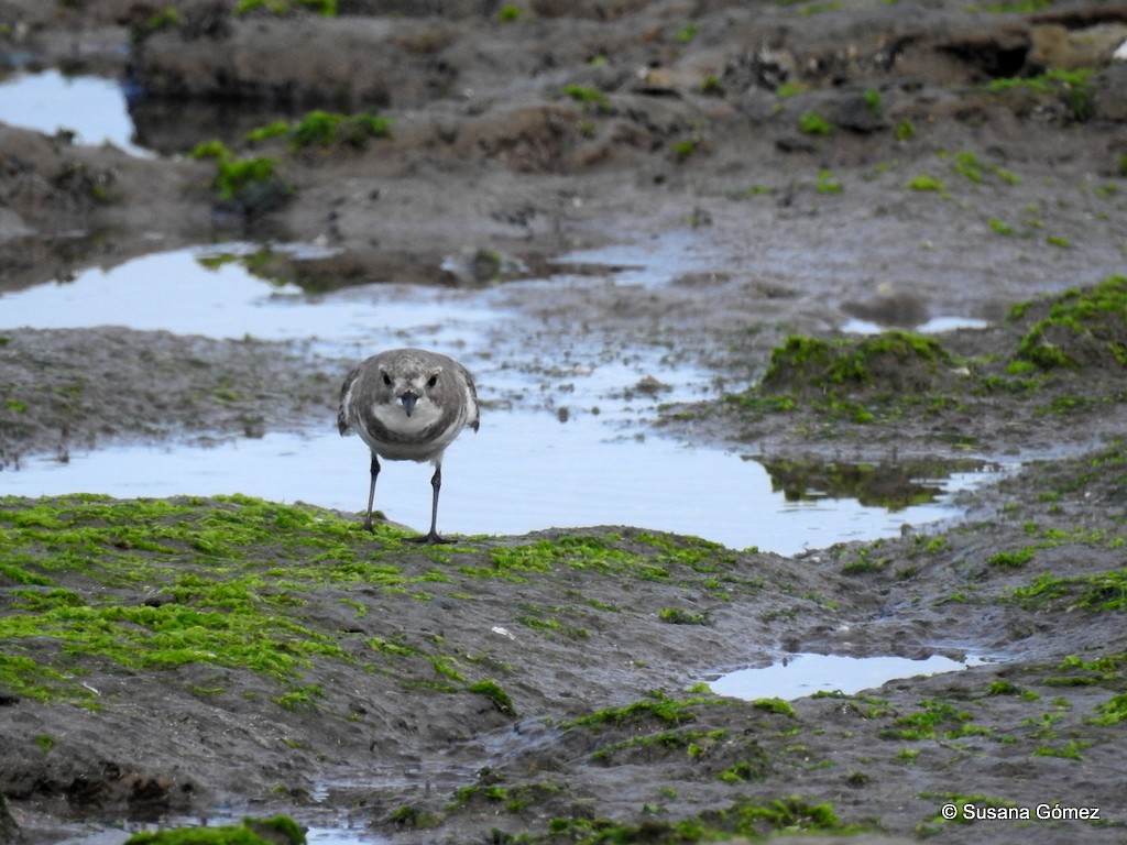 Two-banded Plover - ML96055371