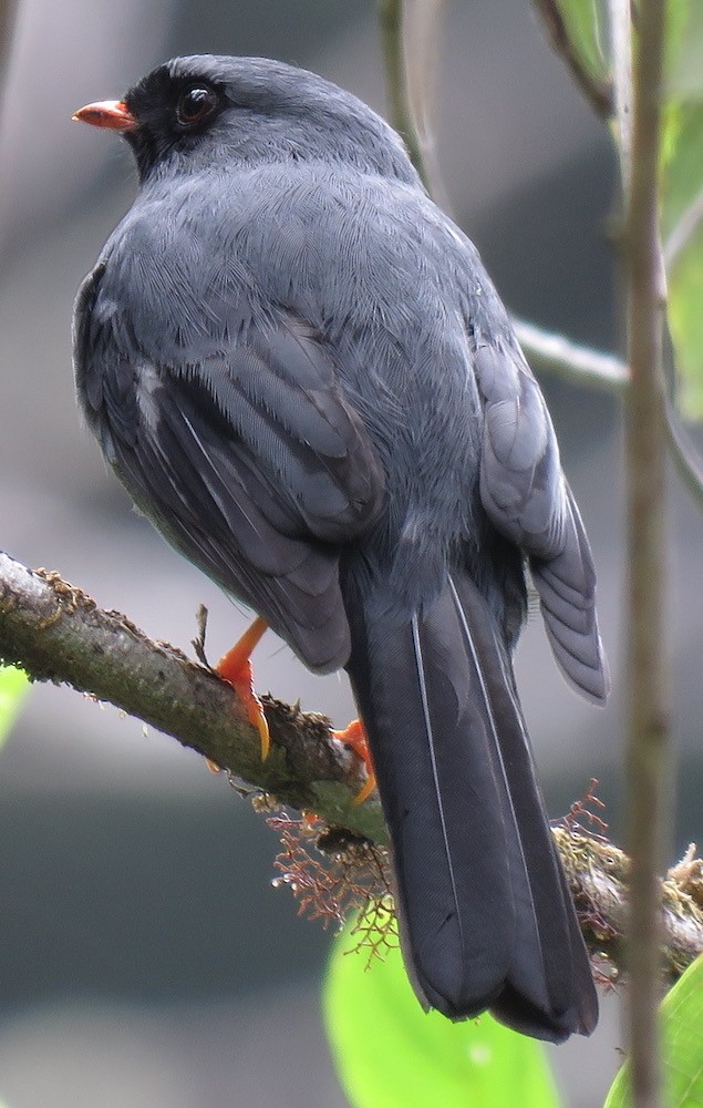 Black-faced Solitaire - ML96056501