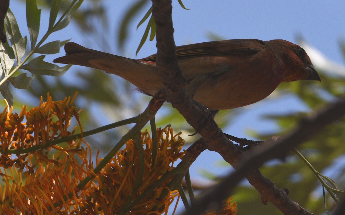 Common Rosefinch - Sanjiv Khanna