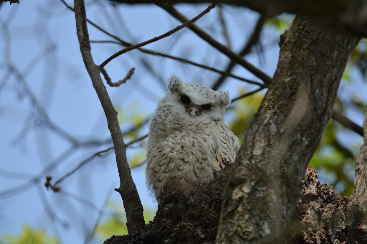 Spot-bellied Eagle-Owl - ML96056871