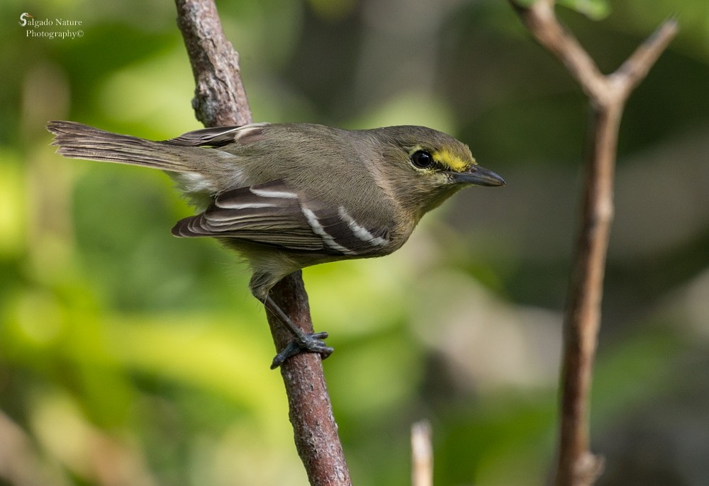 Thick-billed Vireo - ML96057951