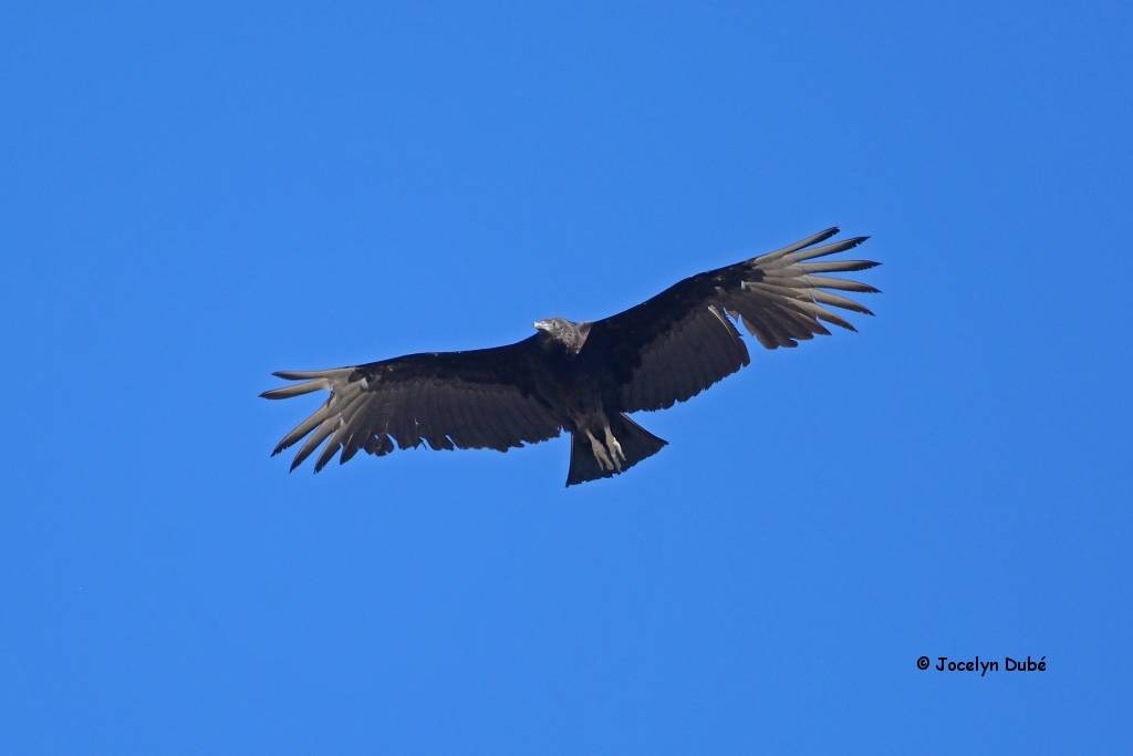 Black Vulture - Jocelyn Dubé