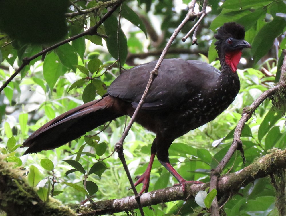 Crested Guan - Rich Hoyer