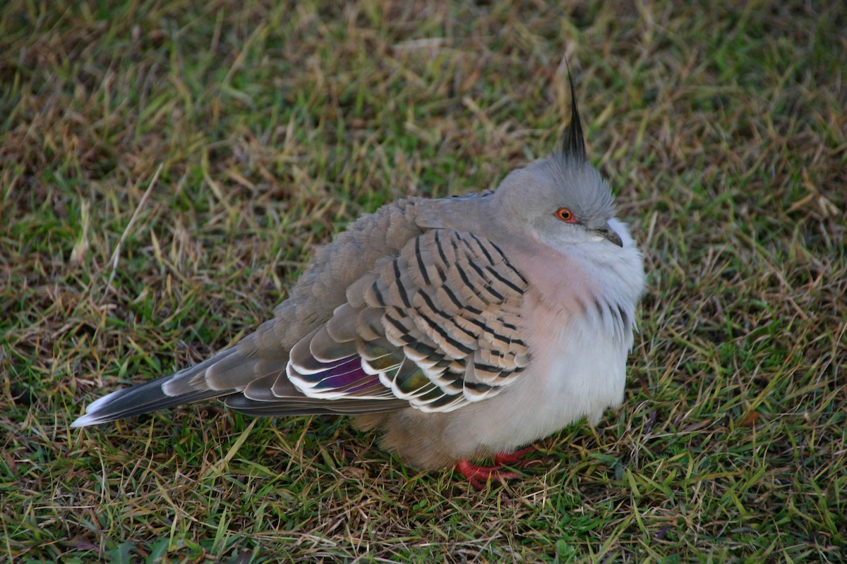 Crested Pigeon - ML96059291
