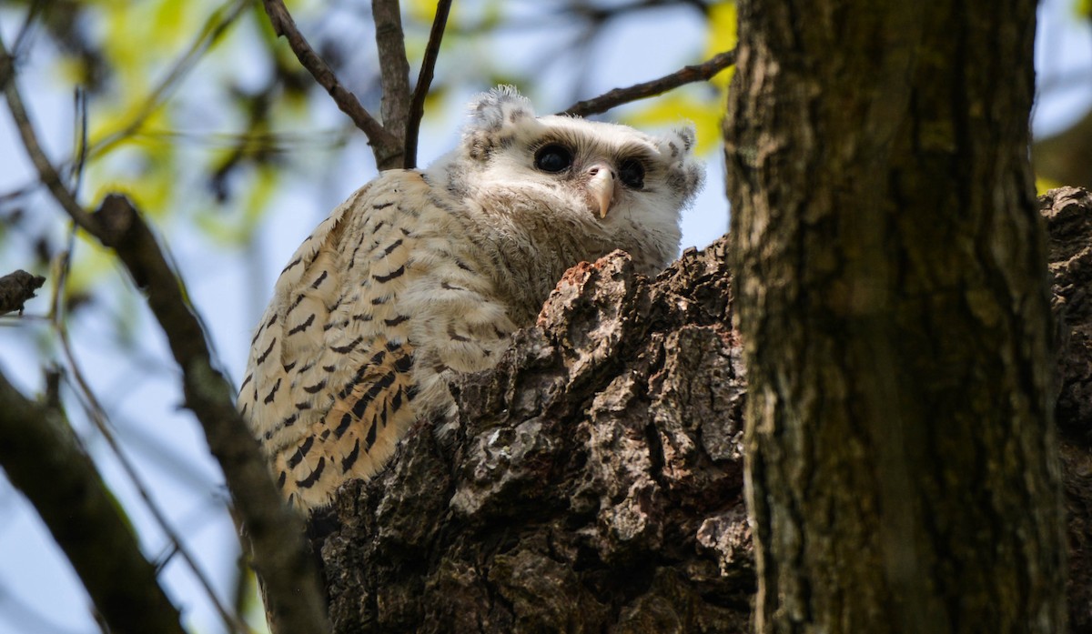 Spot-bellied Eagle-Owl - Jitendra Sarmah