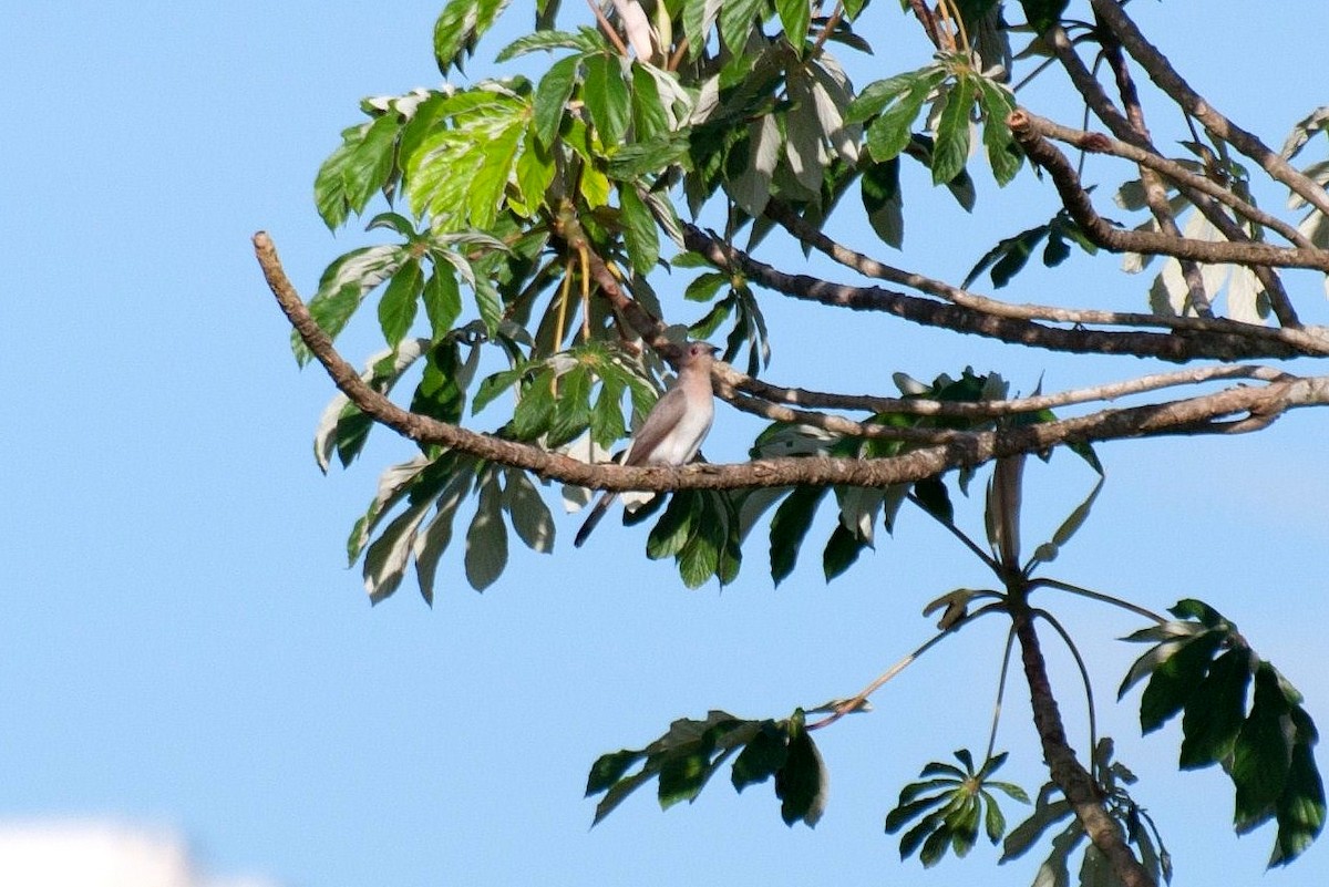 Ash-colored Cuckoo - Marcos Eugênio Birding Guide