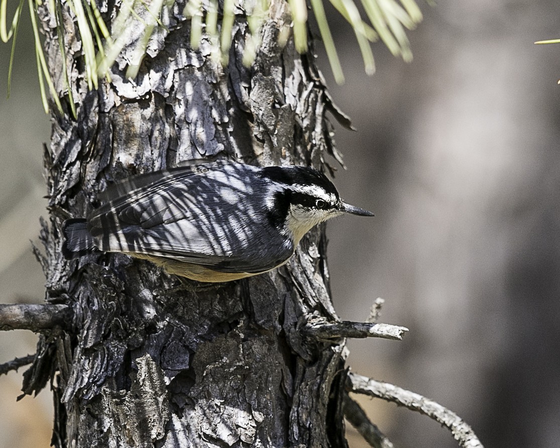Red-breasted Nuthatch - Jeremy Coleman