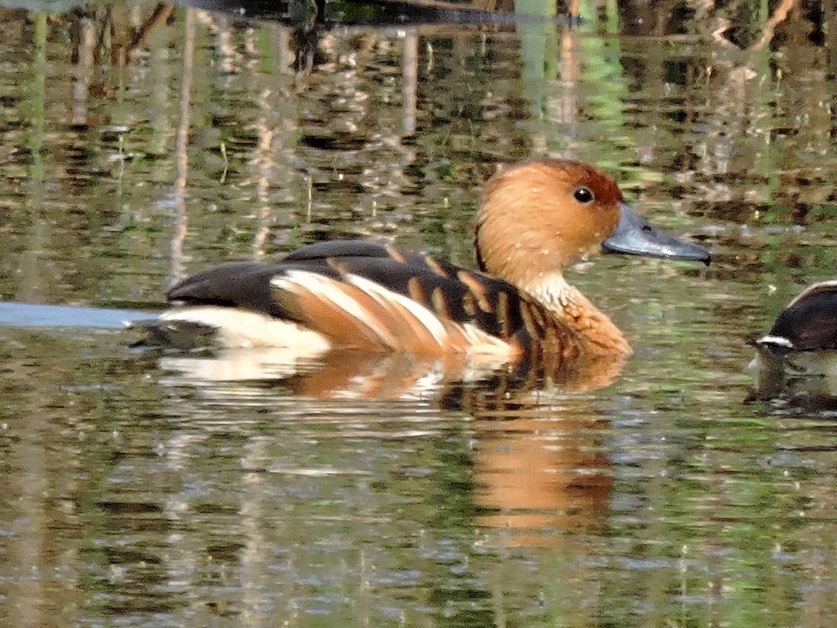 Fulvous Whistling-Duck - Darrell Schiffman