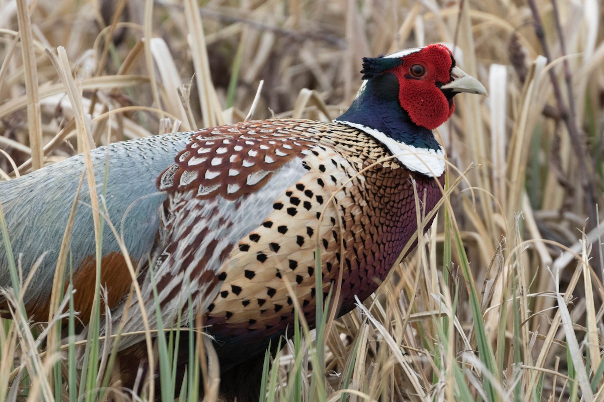 Ring-necked Pheasant - ML96066681