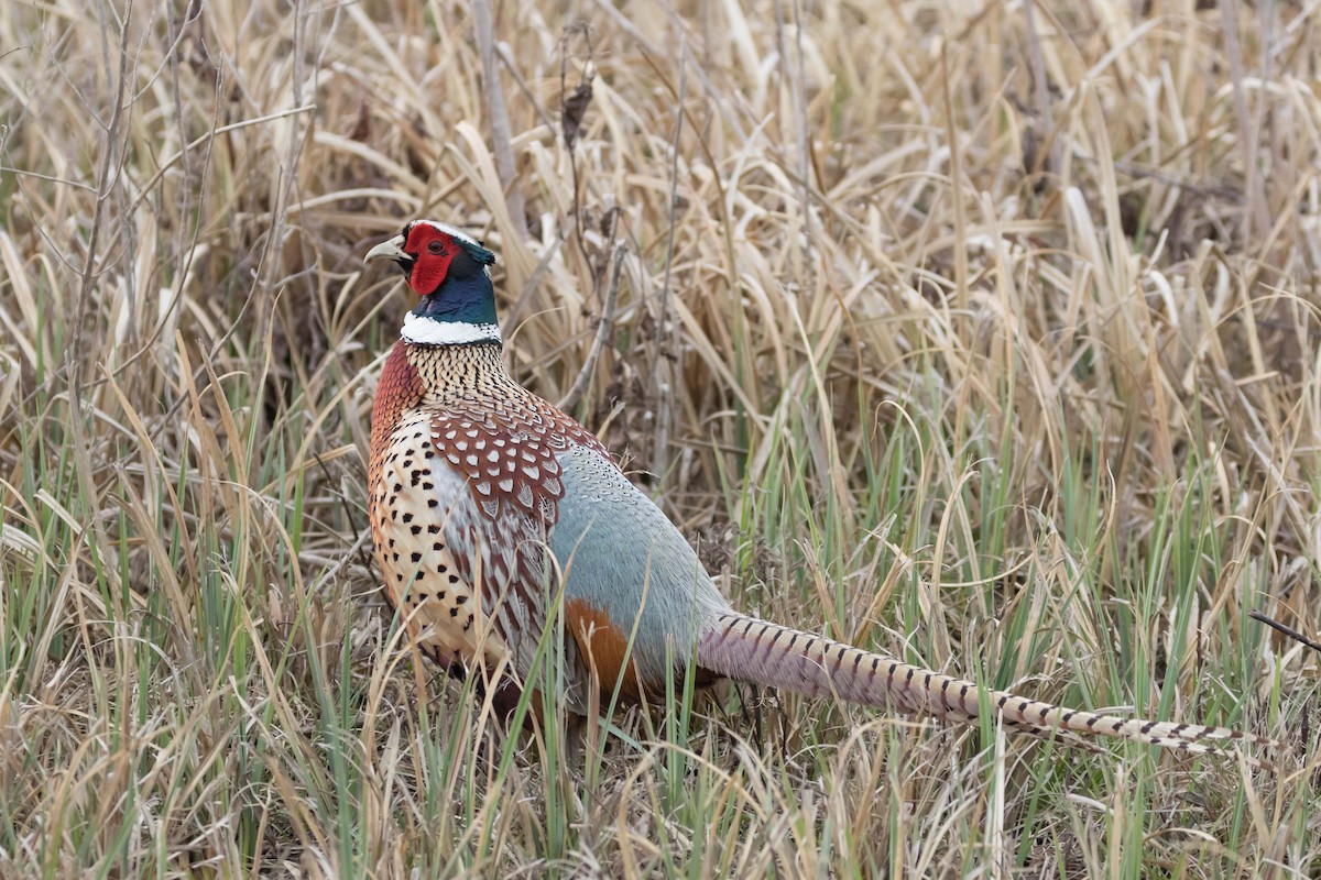 Ring-necked Pheasant - stef rittagaran