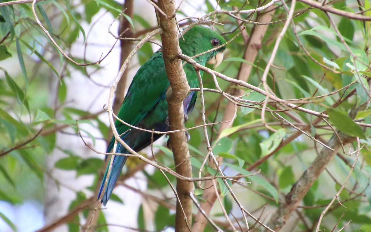 Blue-bellied Parrot - ML96066991