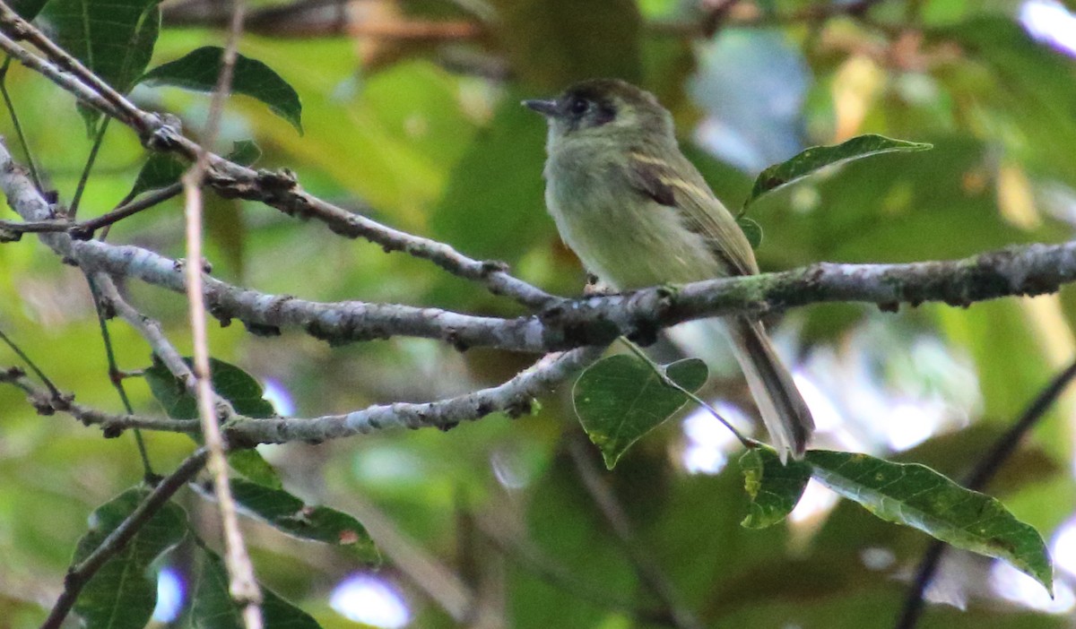 Sepia-capped Flycatcher - ML96067281