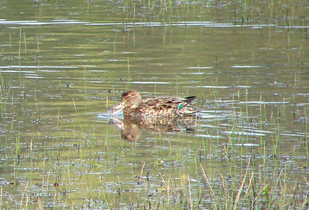 Green-winged Teal - Mark Vernon