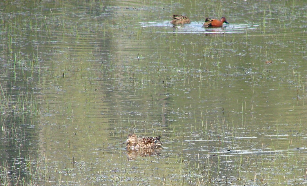 Green-winged Teal - ML96068021