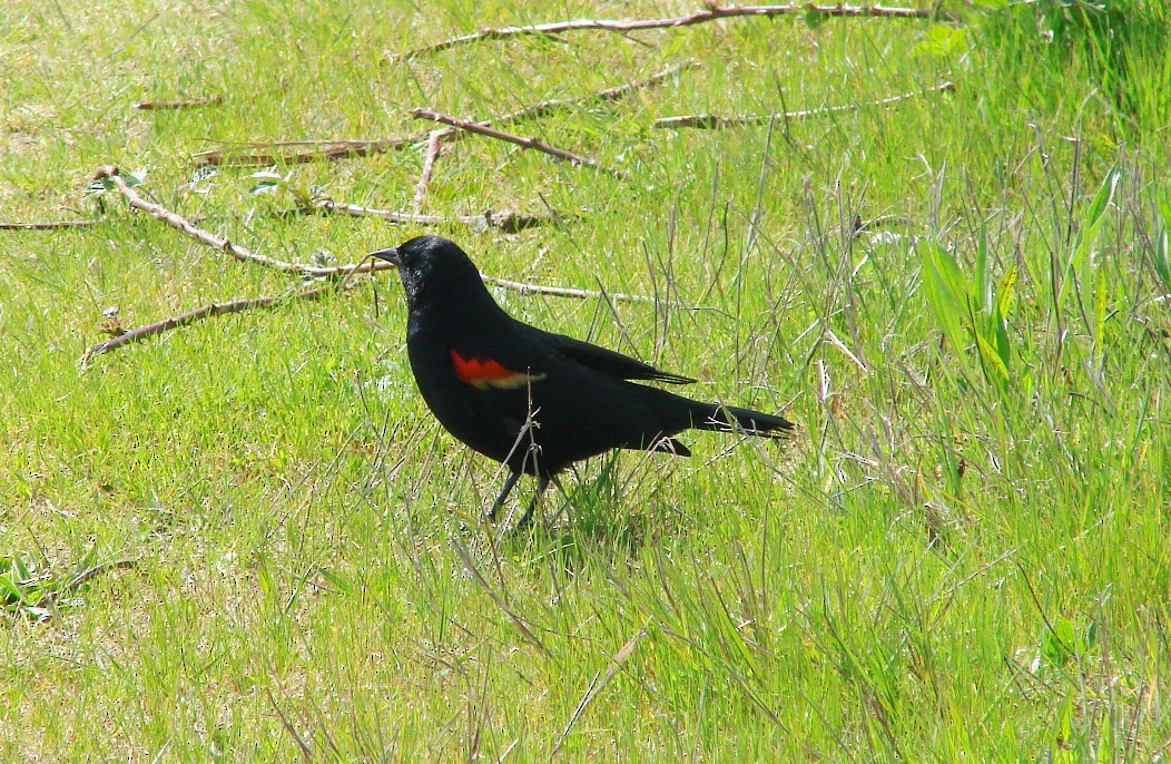 Red-winged Blackbird - ML96068401