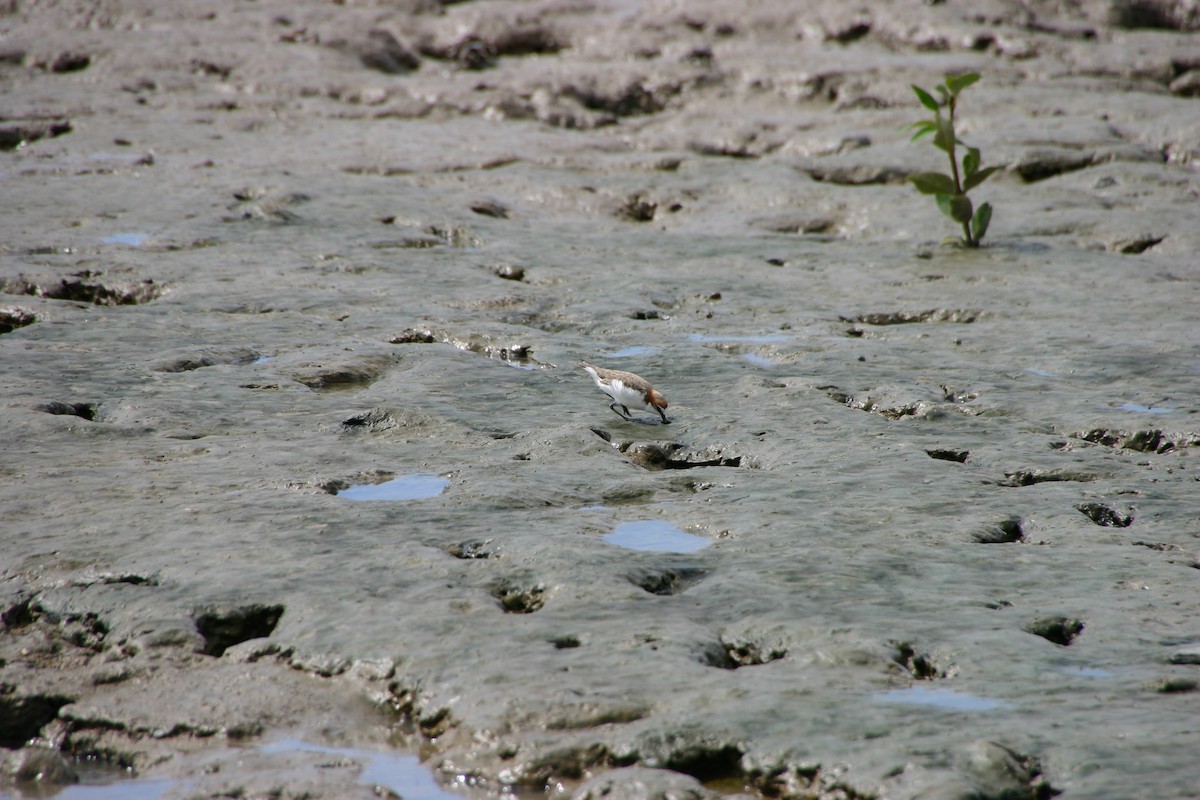 Red-capped Plover - ML96069991