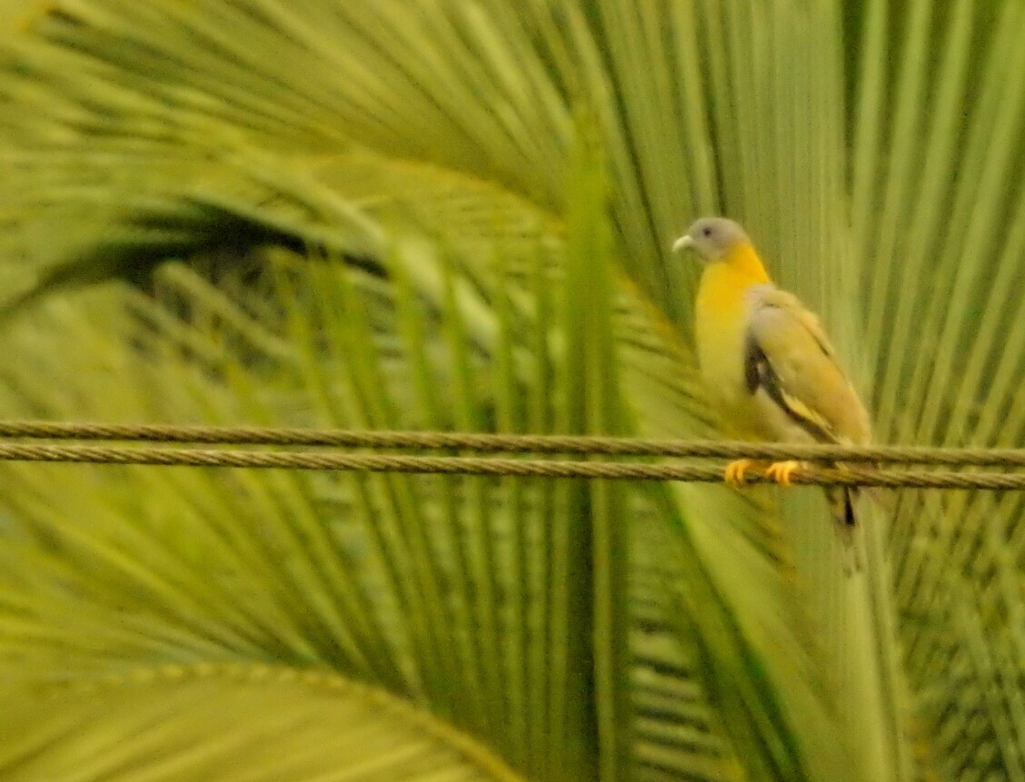 Yellow-footed Green-Pigeon - krishnakumar K Iyer