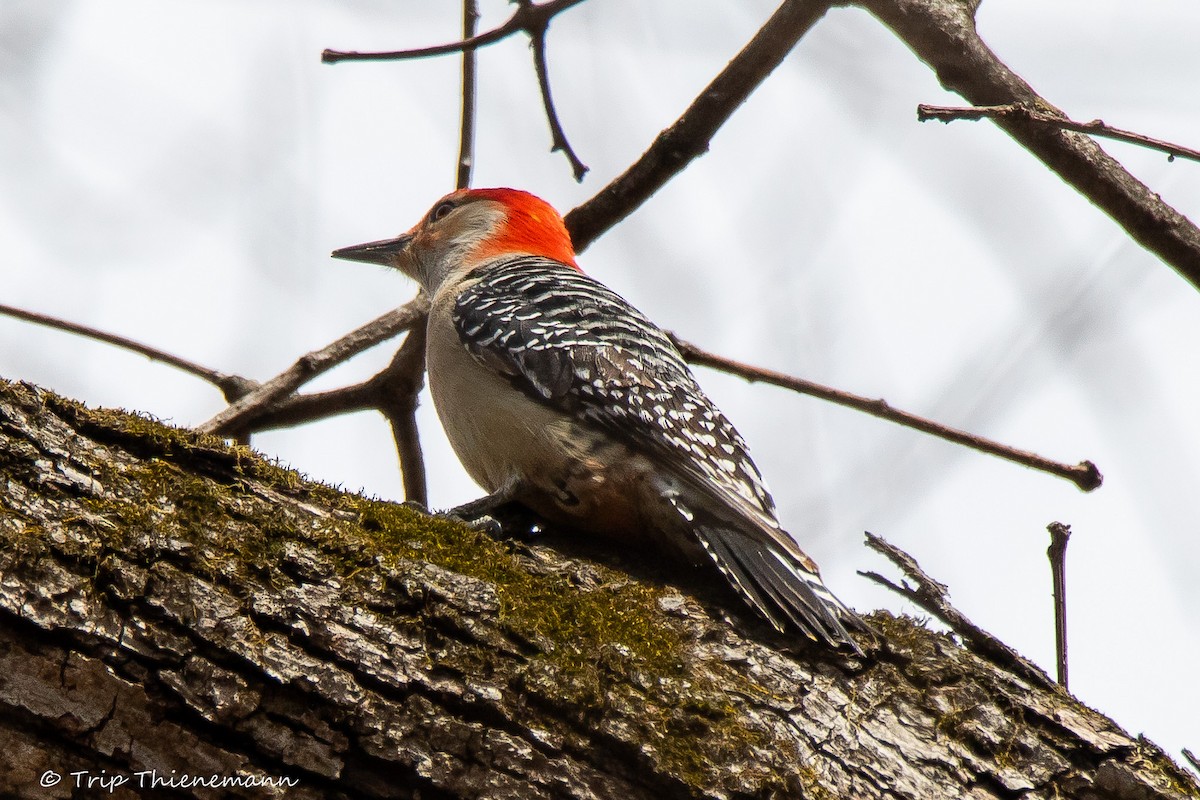 Red-bellied Woodpecker - Trip Thienemann