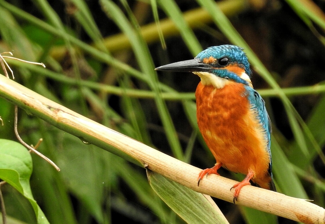 Common Kingfisher - ML96071361