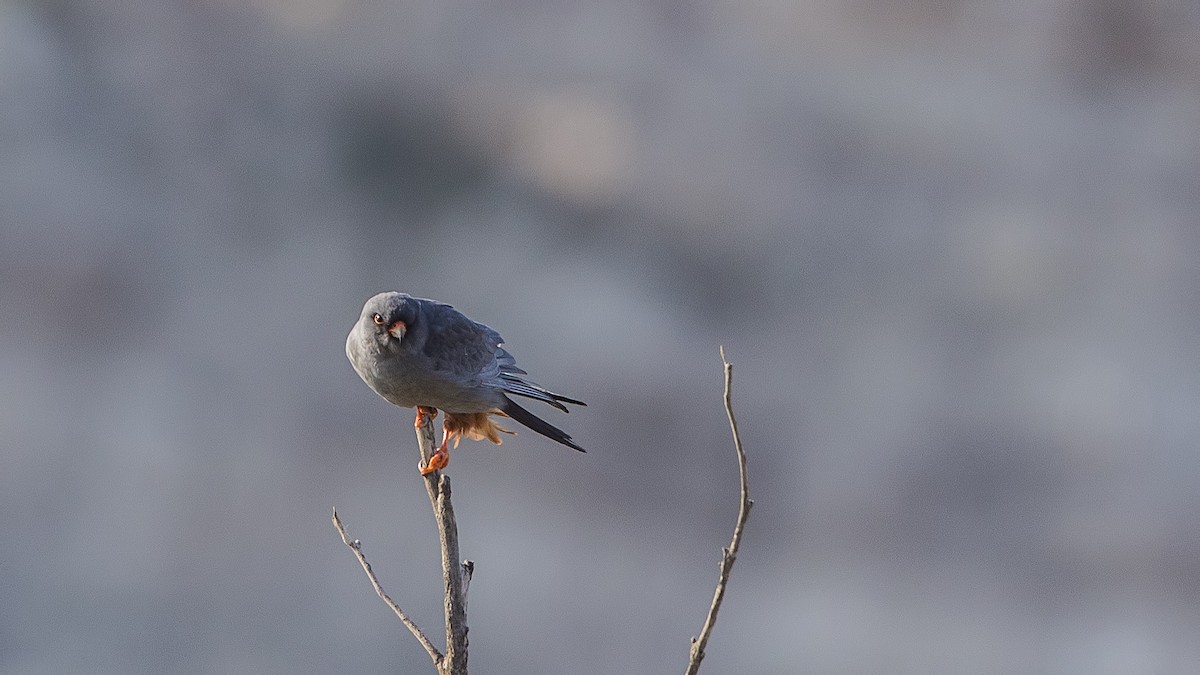 Red-footed Falcon - H. Çağlar Güngör