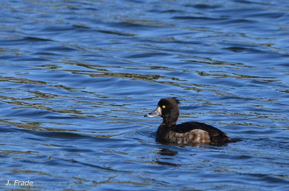 Tufted Duck - ML96072631