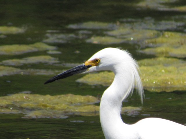 Snowy Egret - B Northcut